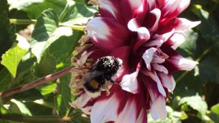 Pollinisateur. © Valérie Vidril